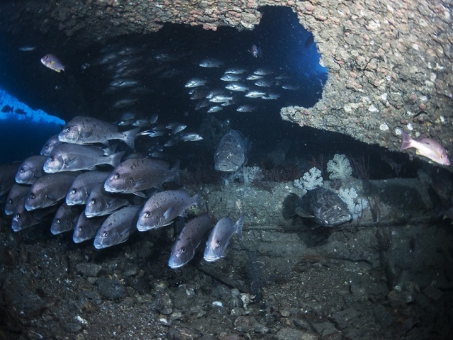 The Yongala shipwreck has one of the most active congregations of fish life seen by many divers