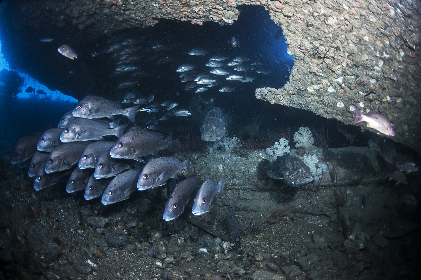The Yongala shipwreck has one of the most active congregations of fish life seen by many divers