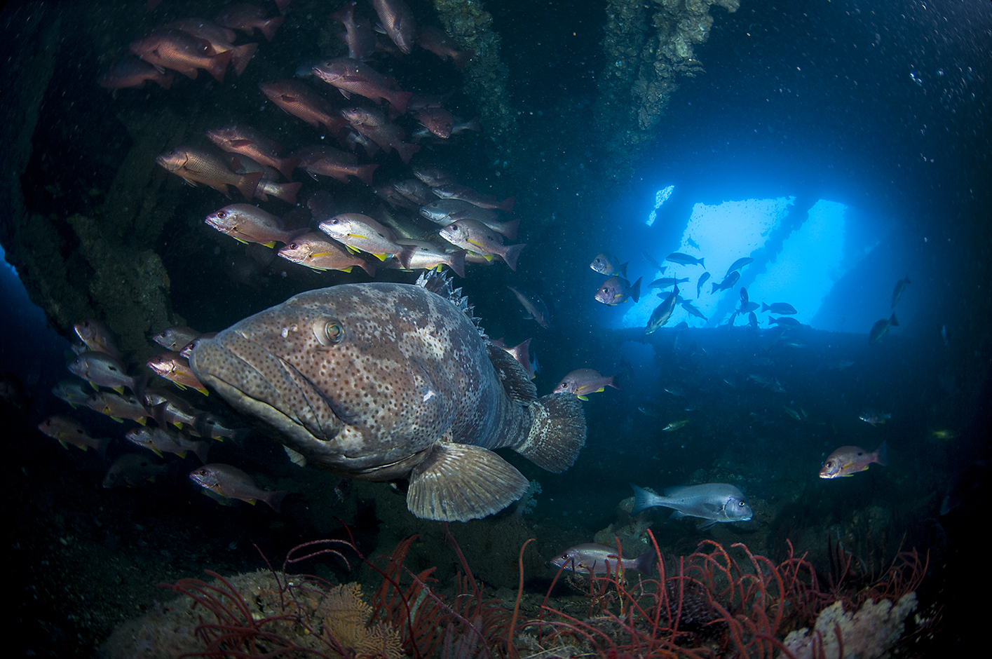 Diving the Yongala shipwreck abundant with marine creatures of all shapes and sizes