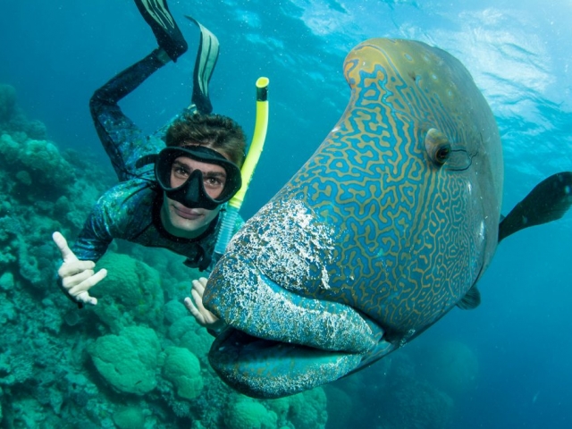 Wally is a Alpha-male Alphamale Humphead Napoleon Wrasse.   Most dive sites have one of this specimen and they are collectively called Wally.  They are very curious and often interact with divers.